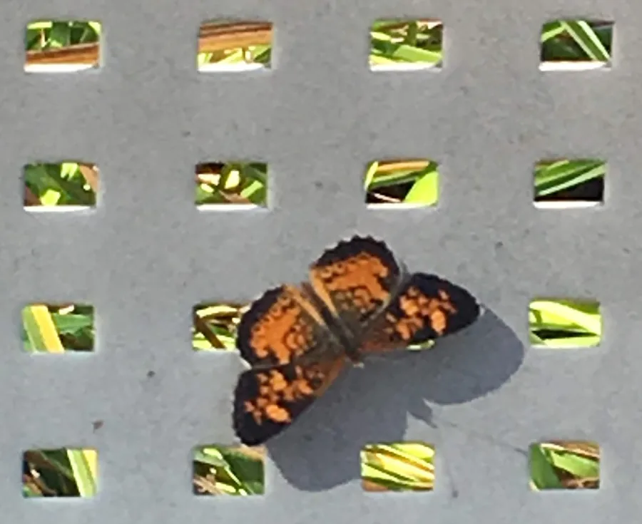 An orange and black butterfly resting on a gray panel with rectangular cutouts showing green leaves