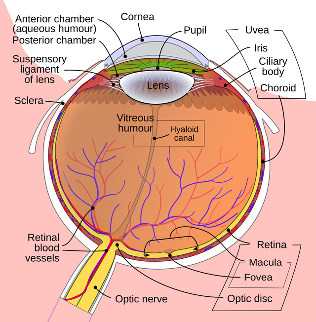 Schematic diagram of the human eye